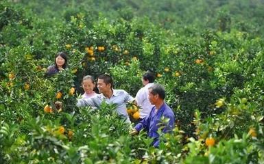 橙香满山，富泽一方——赣南脐橙如何托起一个村庄的致富梦