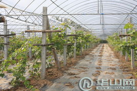 科技赋能渭南现代农业园区 从初级农产品到农民增收的转型之路