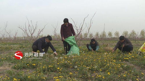 小小蒲公英，致富有“钱”景——泗阳初级农产品发展新亮点