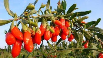 中宁枸杞商城 数字化平台引领枸杞产业从“原字号”向“精字号”转型升级