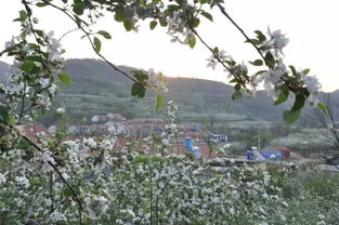 烟台果花烂漫时 不负春光，遇见农产品的第一缕芬芳