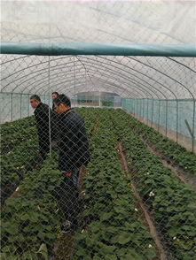 瑞安农业网 打造瑞安农业门户，助推初级农产品发展